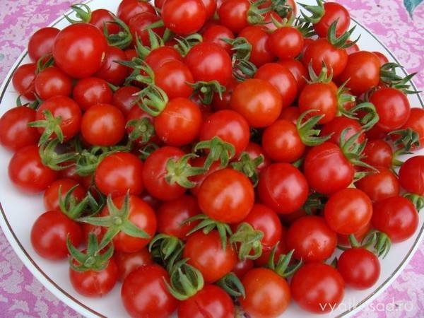 Пошаговое руководство по выращиванию помидоров черри: соблюдаем правила и получаем отличный урожай