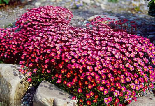 Камнеломка многолетняя: виды и сорта - энциклопедия цветов