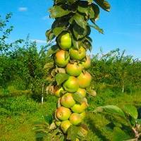 Яблоня колоновидная медок — отличная урожайность