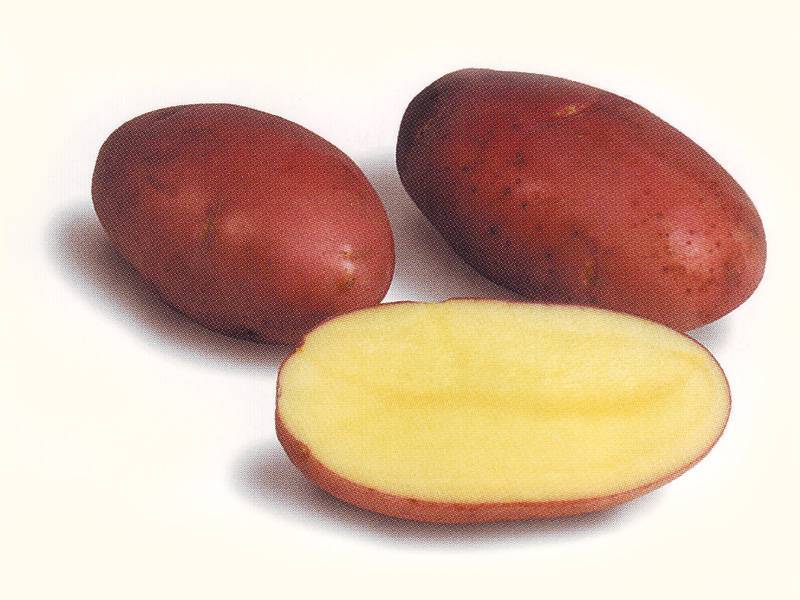Картофель розара - описание сорта