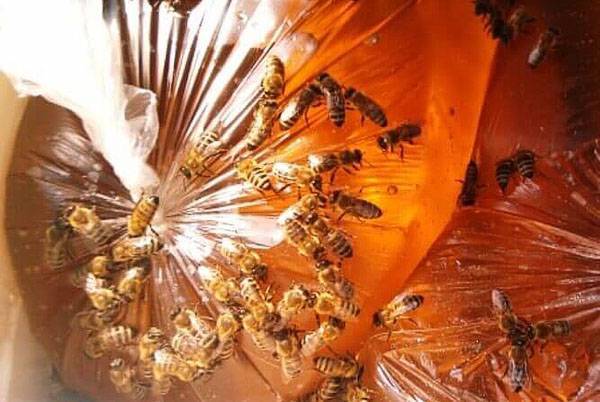 Кормление пчел старым медом