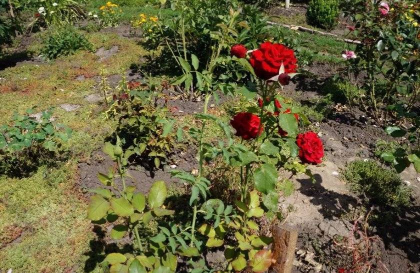 Роза перерождается в шиповник: причины, первые признаки, что делать, как предотвратить, технология ухода за розами, правила подкормки