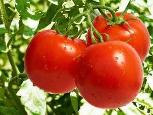 Давно знакомый огородникам томат дар заволжья: подробное описание, агротехника, отзывы