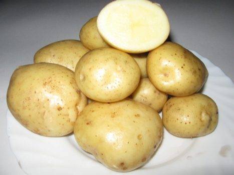 Неприхотливый раннеспелый сорт картофеля «любава» для длительного хранения