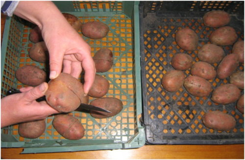 Описание сорта картофеля любава — как поднять урожайность