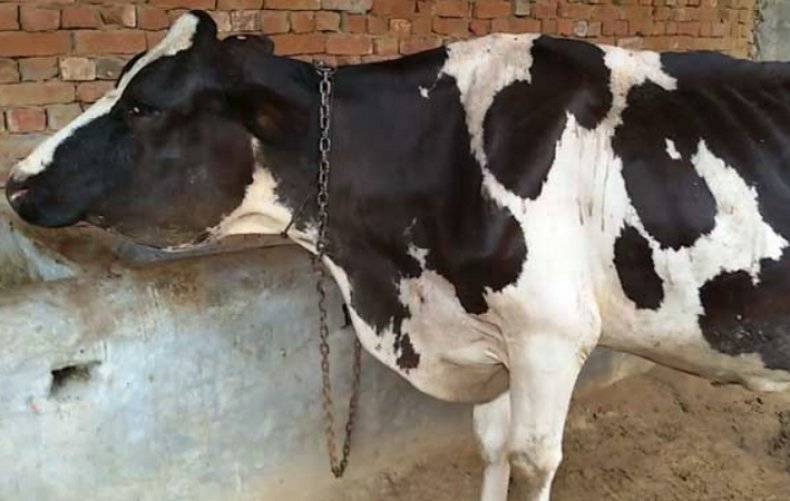 Абсцесс вымени у коровы история болезни