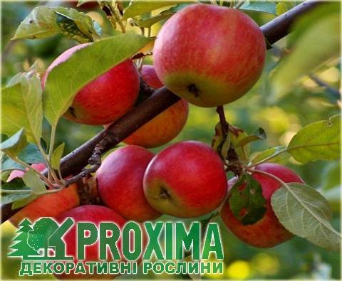 Высокоурожайная яблоня эрли женева: описание сорта