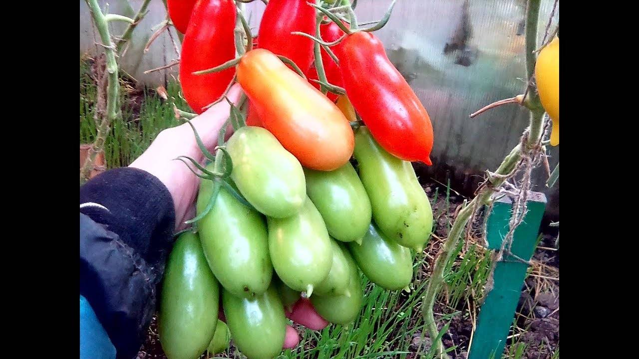 Сорт томатов фляшен - описание и выращивание