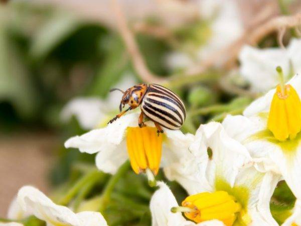 Корадо от колорадского жука: инструкция по применению на огороде