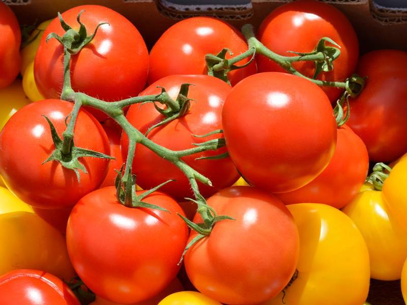 Штамбовые томаты — находка для начинающего дачника