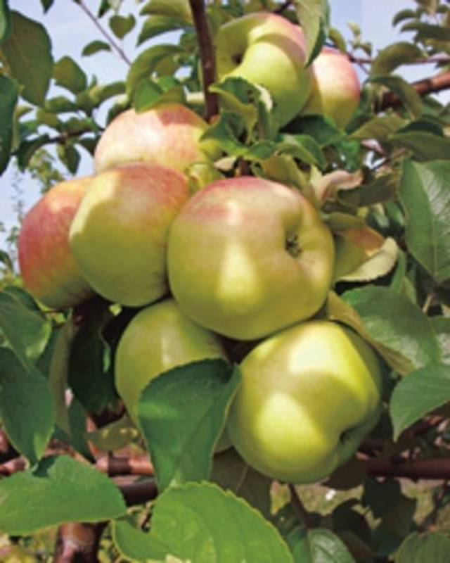 Особенности ухода за сортом яблони богатырь