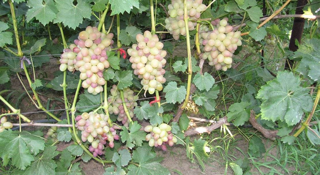 Виноград софия: описание сорта, посадка и уход, способы размножения, сбор урожая