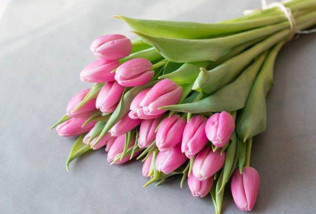 Цветы тюльпаны: как правильно вырастить, чем и когда удобрять