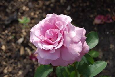 Роза абрахам дерби (abraham darby): фото и описание английского паркового растения, особенности цветения лучшего шраба 1999 года и история возникновения сорта