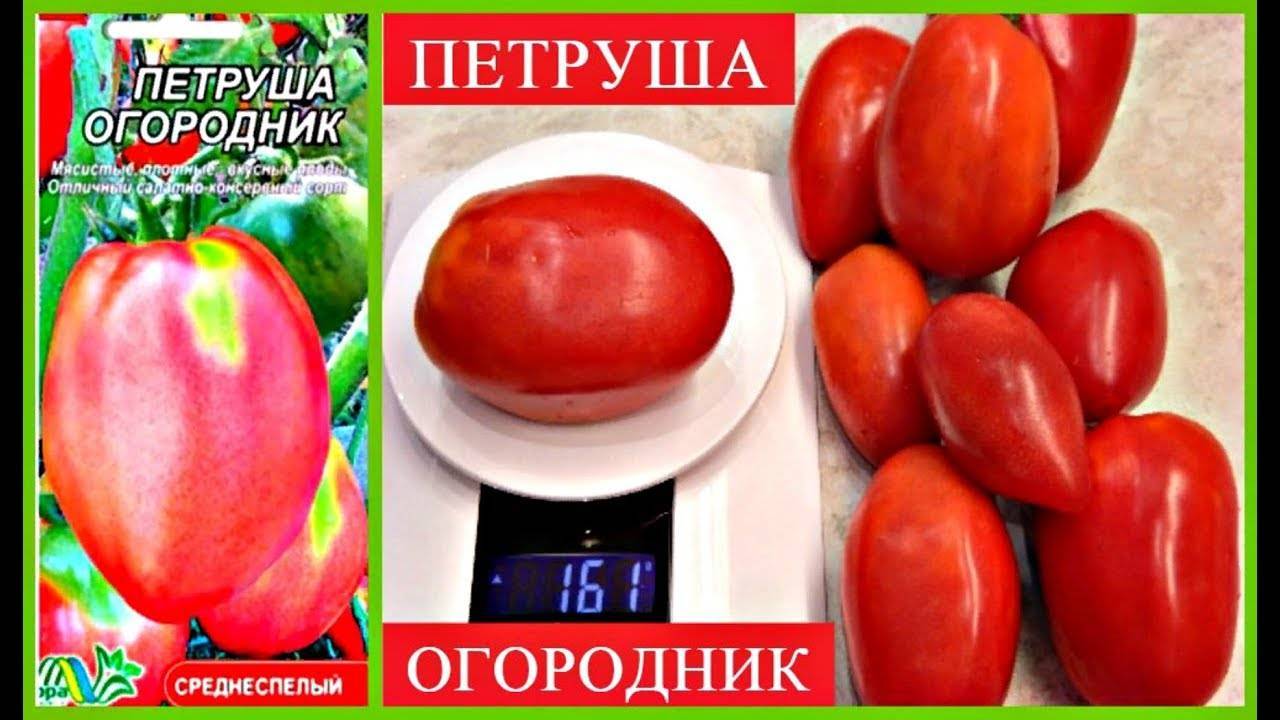 Описание и характеристика сорта помидоров «петруша-огородник»