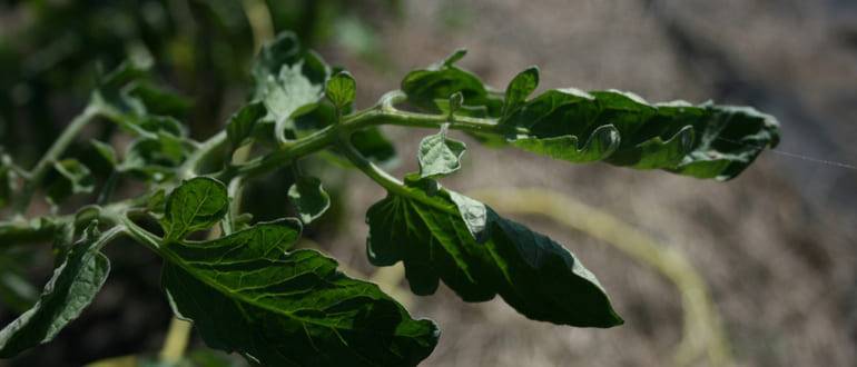 Почему скручиваются листья у помидор