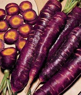 Лучшие семена моркови для выращивания в открытом грунте