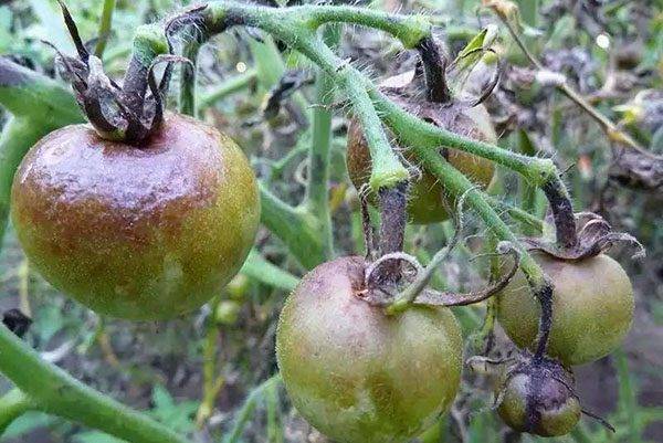 Борьба с фитофторой на помидорах в теплице: как бороться, устойчивые сорта томатов, чем обработать и профилактика