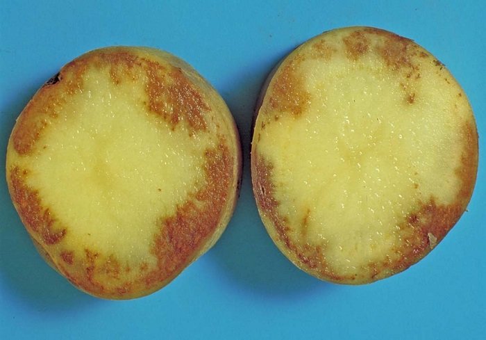 Как лечить фитофтороз картофеля