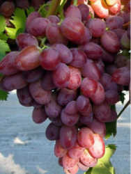 Ароматный и крупный виноград «водограй»