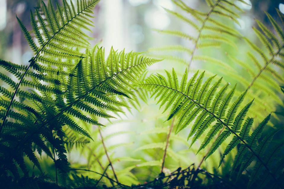 Можно ли посадить лесной папоротник в домашних условиях — секреты успешного выращивания
