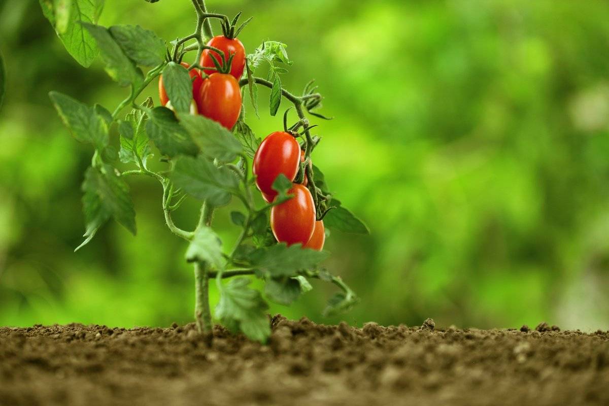 Как правильно формировать в открытом грунте куст помидоров (томатов) низкорослых и высокорослых сортов