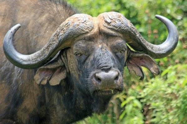 Гаур бык. образ жизни и среда обитания гаура | животный мир