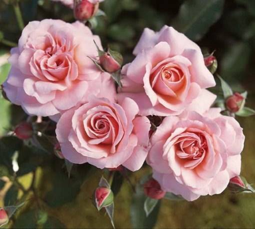 О розе крылья ангела (энжел вингс): выращивание сорта китайской розы из семян