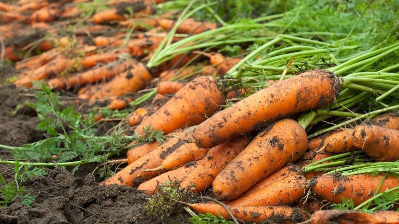 Сорта и гибриды моркови для Северо-Запада