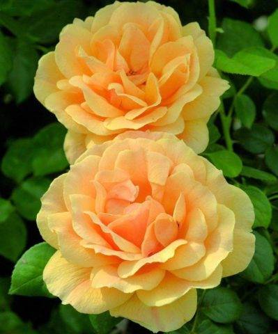Сорт роз флорибунда раффлс дрим: как посадить и ухаживать за кружевным цветком