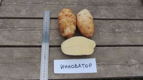 Картофель Инноватор: характеристика, посадка и уход