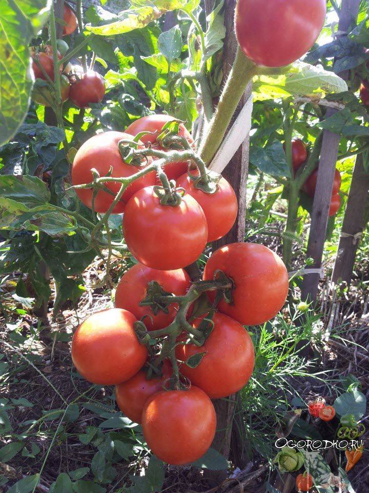Особенности выращивания помидоров санька