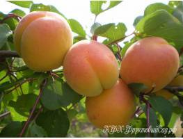 Характеристика и правила выращивания абрикоса сын краснощёкого