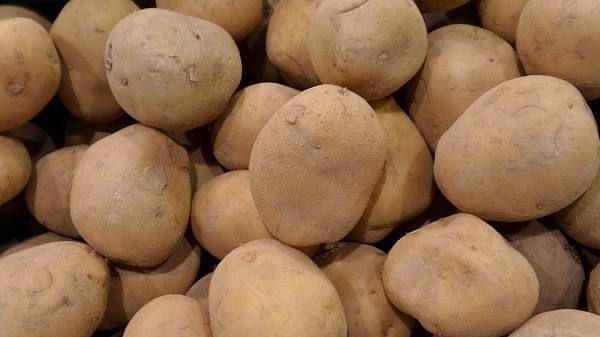 Сорт картофеля «манифест»: характеристика, описание, урожайность, отзывы и фото