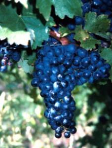 Вино каберне – лучшее вино: что нужно знать о нем, описание сорта, отзывы