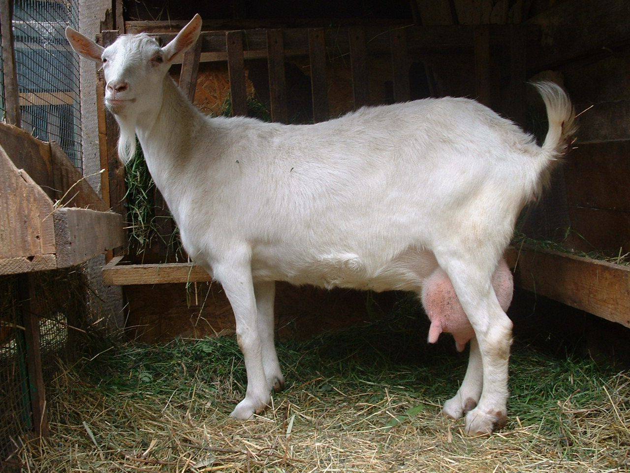 Зааненская порода коз (43 фото): описание зааненской породы коз и племенные хозяйства, советы племзаводчиков по содержанию коз, тонкости ухода