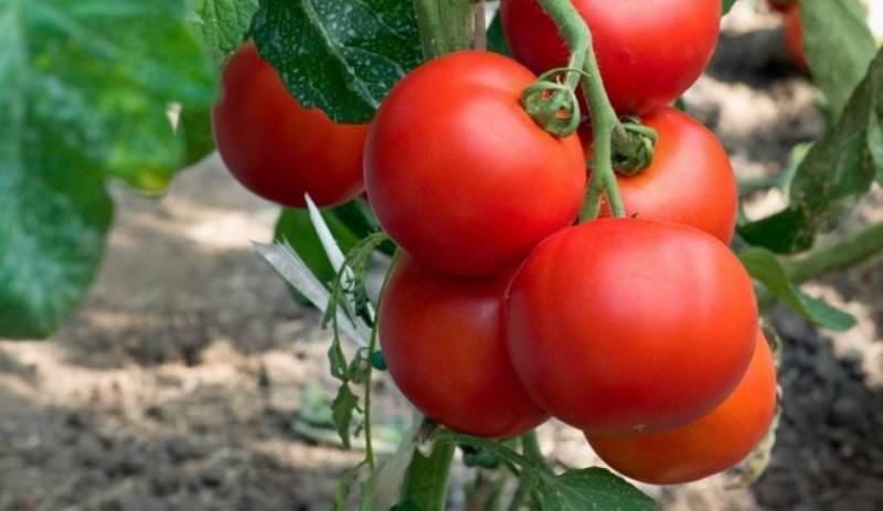Как выбрать лучшие сорта помидоров для теплиц без пасынкования