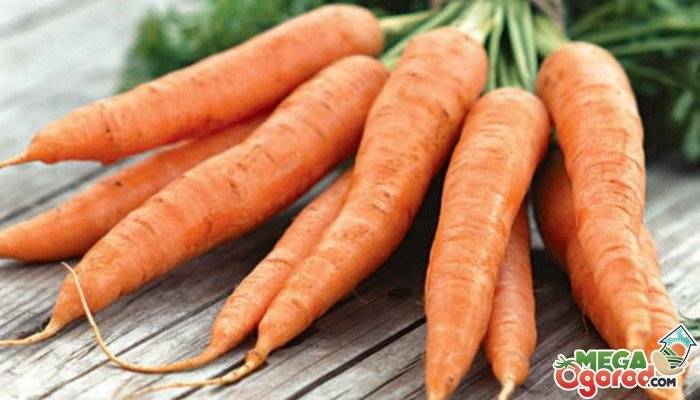 Лучшие сорта моркови для зимнего хранения