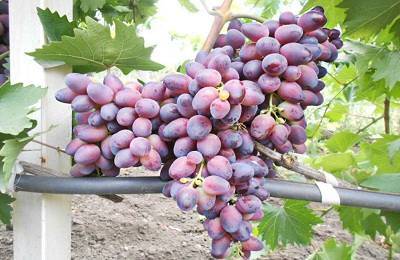 Сорт винограда «красотка»
