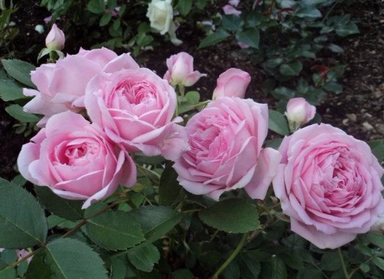 Лучшие зимостойкие канадские сорта роз: описание, фото и уход