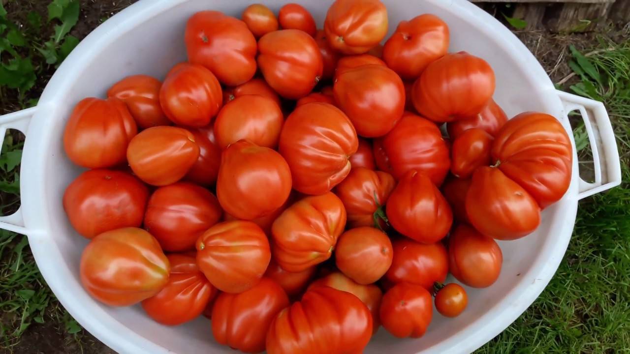 Характеристика и описание сорта томата богата хата, его урожайность