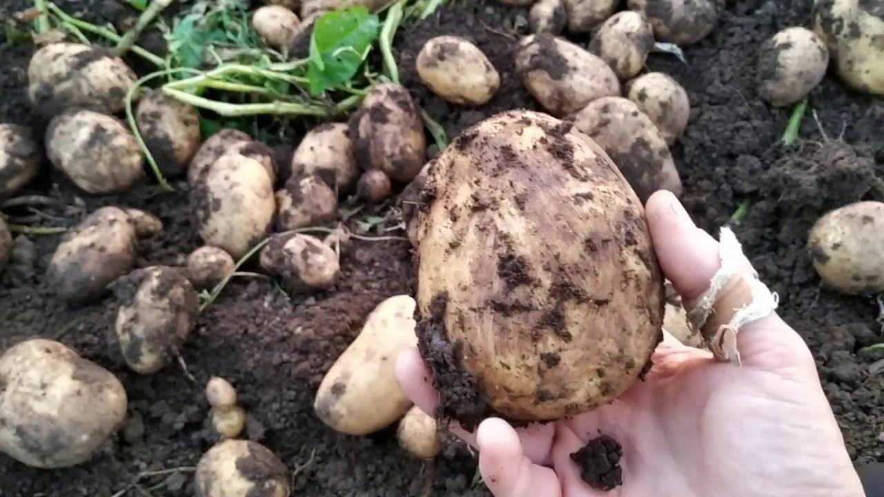 Сорт картофеля «родриго»: характеристика, урожайность, отзывы и фото