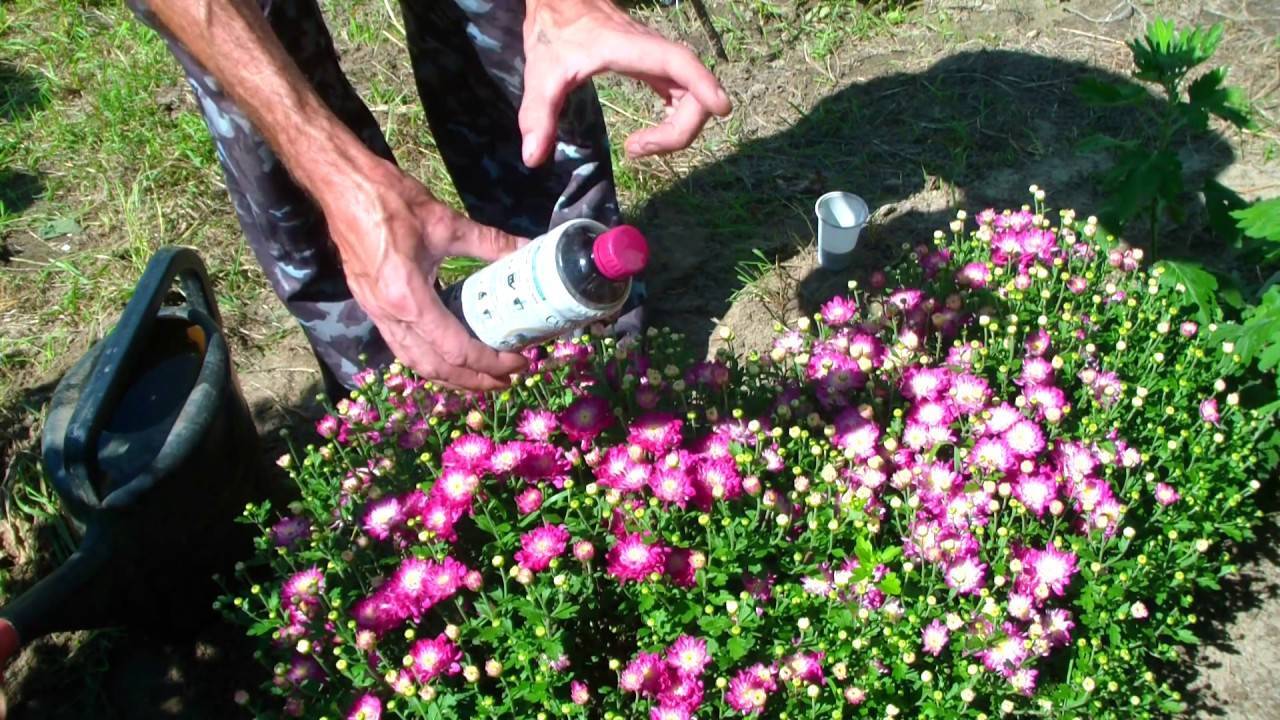 Как посадить многолетние хризантемы в открытый грунт и ухаживать за ними