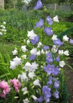 Колокольчик садовый многолетний: как выращивать, какие колокольчики многолетние стоит посадить в саду. | красивый дом и сад