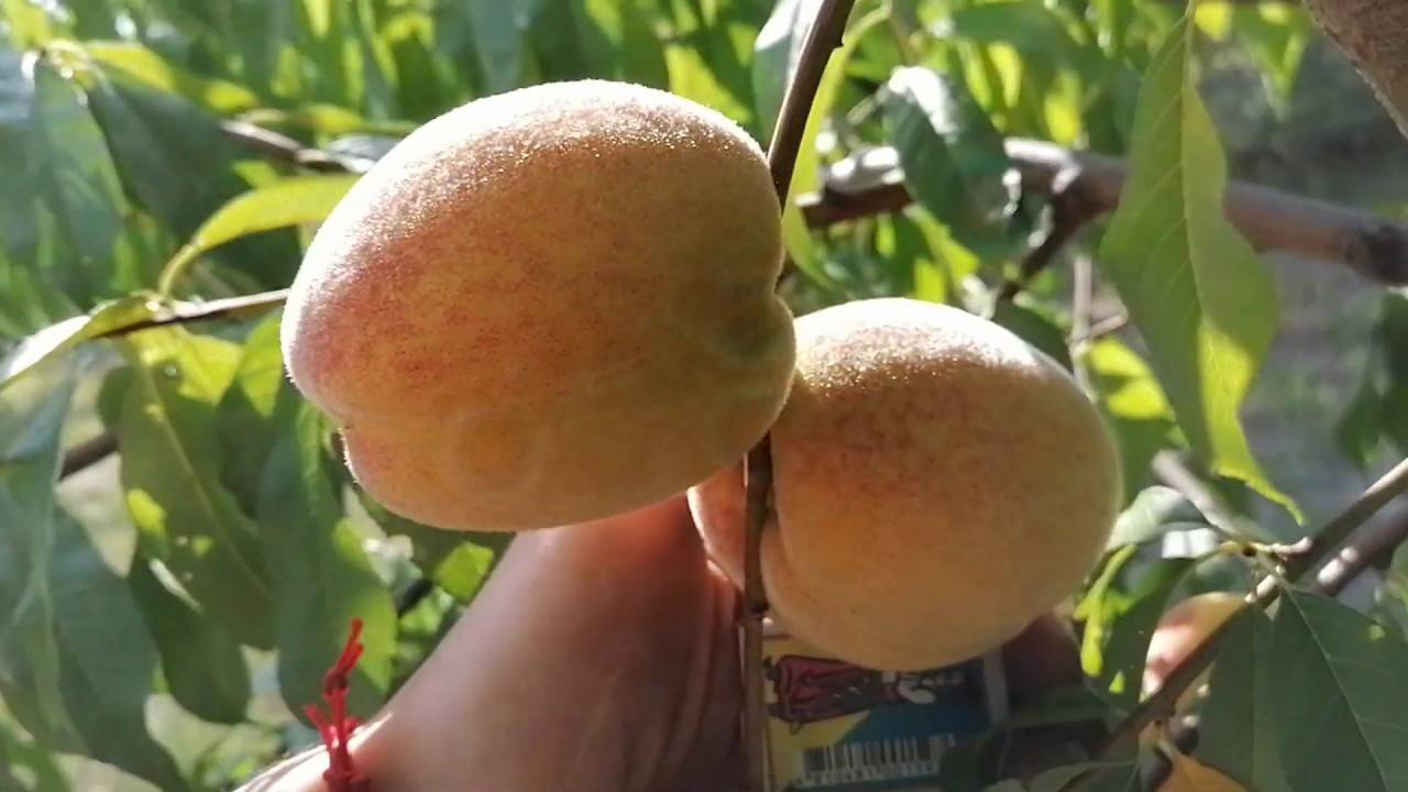 Характеристика и правила выращивания персика ветеран