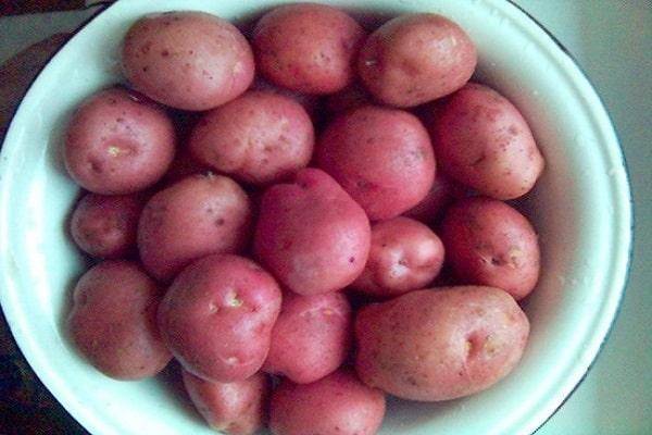 Сорт картофеля «романо»: характеристика, описание, урожайность, отзывы и фото