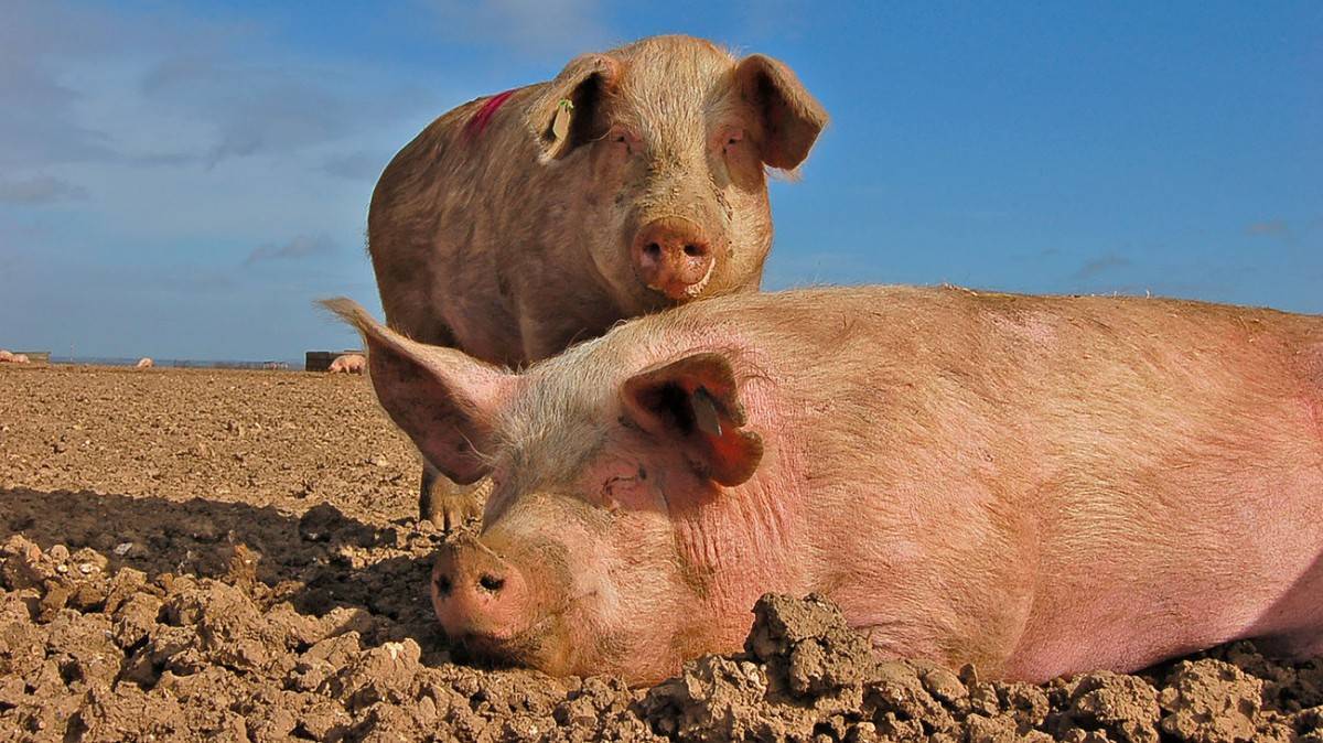 Стимуляторы роста для свиней: виды добавок и способы применения