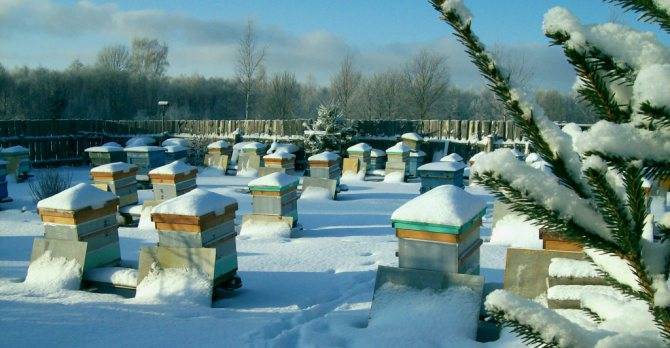 Особенности зимовки пчёл в сарае