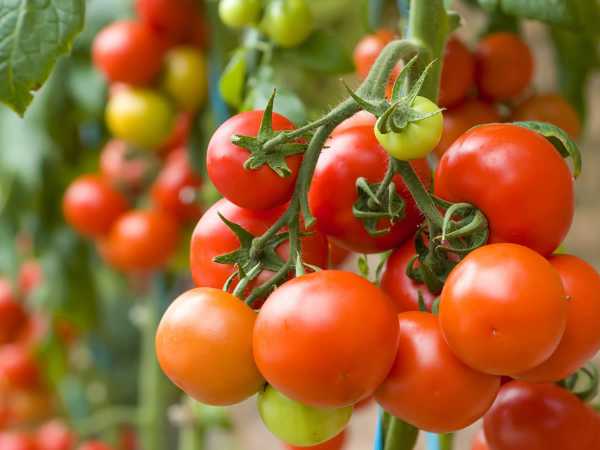 Фитофтора на помидорах: признаки и причины появления, способы лечения
