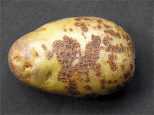 Почему картошка чернеет после варки или при хранении